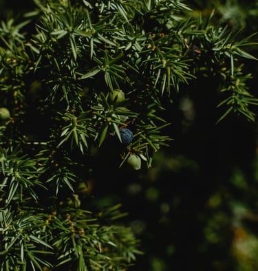 juniper
