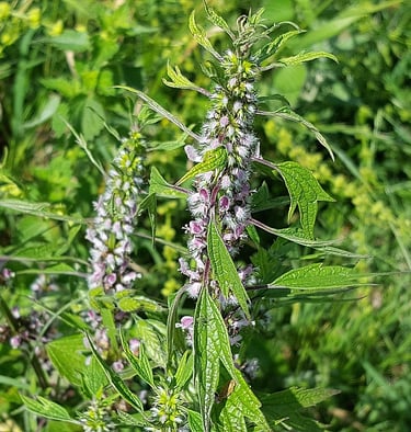 flowering Mothwort