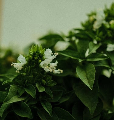 flowering basil