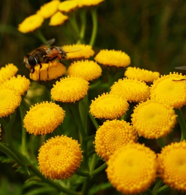 Flowering Tansy with bees