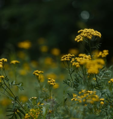 Flowering Tansy in the meadow