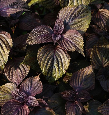 perilla leaves
