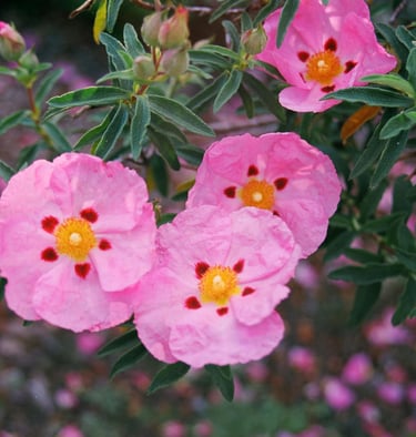 pink cistus incanus flowers on a bush
