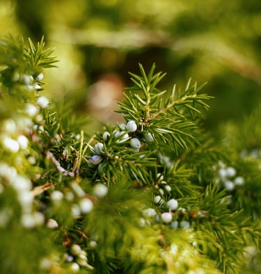 juniper branch with green berries in the sunlight