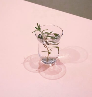 rosemary infusion in a glass cup