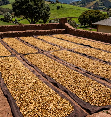 Wide shot of a traditional South American / Latin 'secadero' or drying patio with rows of coffee beans turning golden under the sun. Earthen tones and vibrant green background.