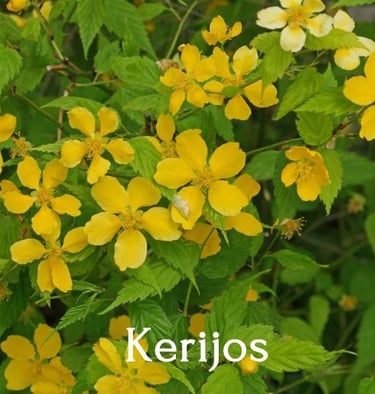 Kerijos