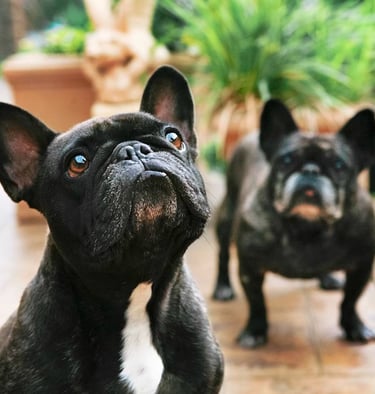 Pet Photography, French Bulldog, cat photography, tabby cat, tuxedo cat, black & white cat, dog port