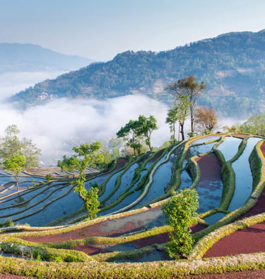Yuanyang Rice Terraces
