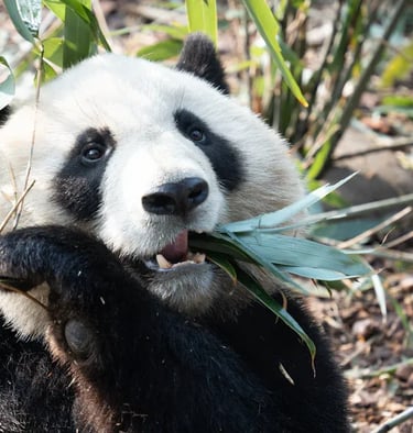 Chengdu Panda