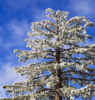 Rime Ice Tree