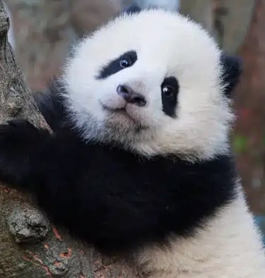 Chengdu Panda winter