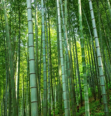 yixing bamboo forest