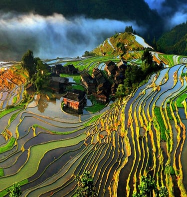 guizhou rice terraces