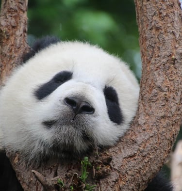 Chengdu Panda