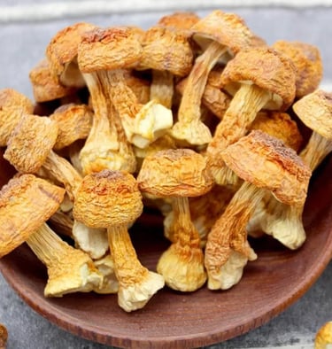 Premium Dried Mushroom Yunnan