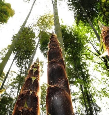 Xianning Star Bamboo Forest