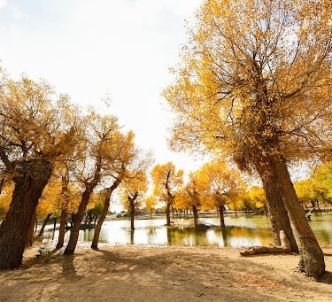euphratica forest china