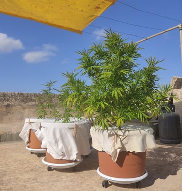 Outdoor Cannabis Plants in Malta