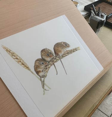 Harvest mice