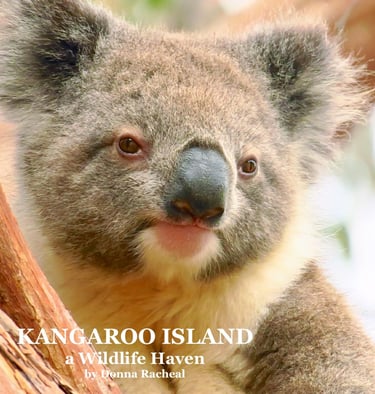 Close-up portrait of a fluffy wild koala in a eucalyptus tree on Kangaroo Island.