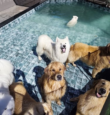 cachorros na piscina