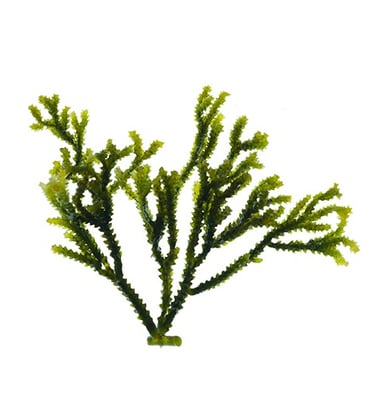 Caulerpa cupressoides