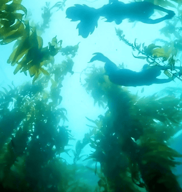 mariunderwater and mermaidvelinia in the channel island kelp forest