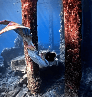 Mermaidaqualina in Busselton Jetty