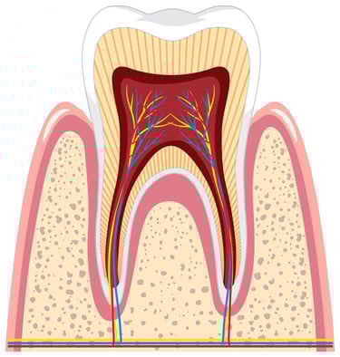 Nerfs dentaires hygiene-precision.com
