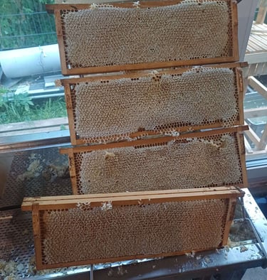 Organic Honey