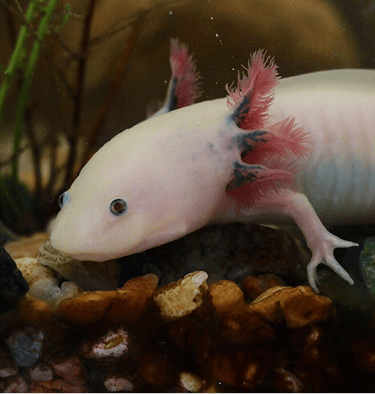  Axolote com brânquias externas em aquário.