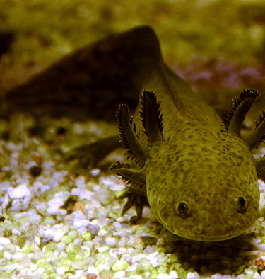  Axolote marrom em aquário.