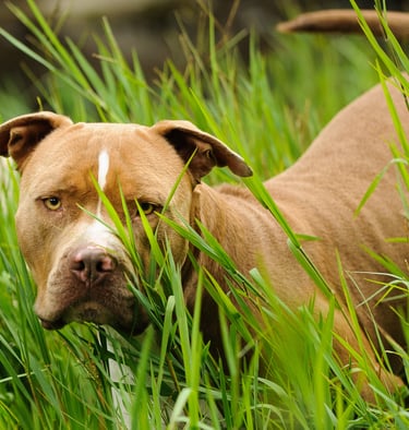 American PitBull Terrier 