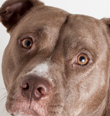 American Pit Bull Terrier Raza