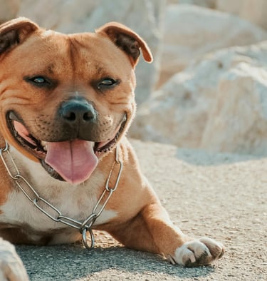Staffordshire Bull Terrier