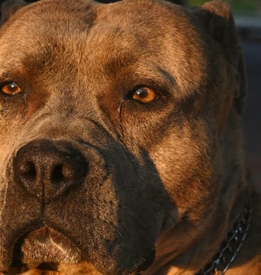 Staffordshire Bull Terrier