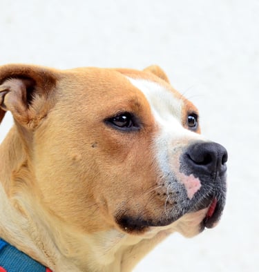 American Staffordshire Terrier
