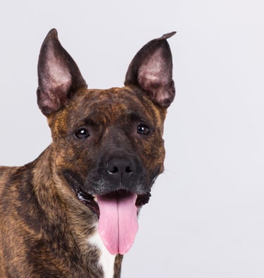American Staffordshire Terrier