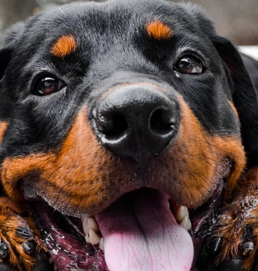 Rottweiler