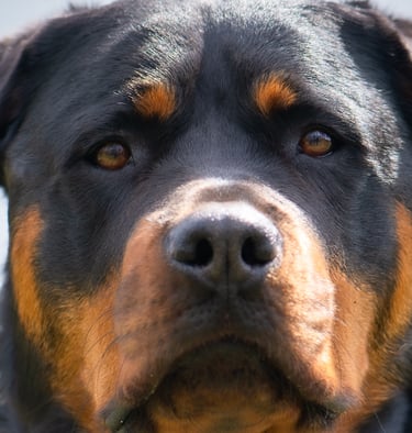 Rottweiler