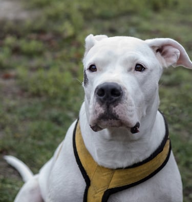 Dogo Argentino
