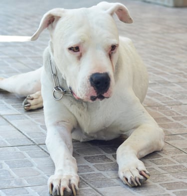 Dogo Argentino