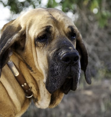 Fila Brasileiro