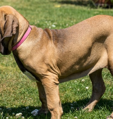 Fila Brasileiro