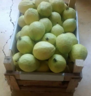 Selección de guayabas maduras listas para distribución desde la Central de Abastos