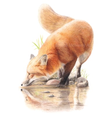 Colored pencil drawing of a red fox drinking water from a reflective pond on white background.