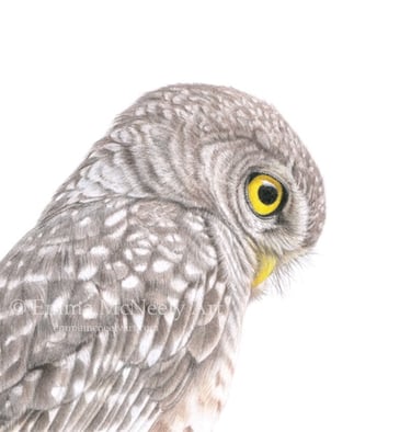 Original colored pencil wildlife portrait of a little owl by Emma McNeely.