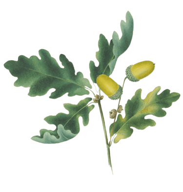 oak and acorns