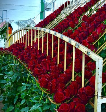 rose farms